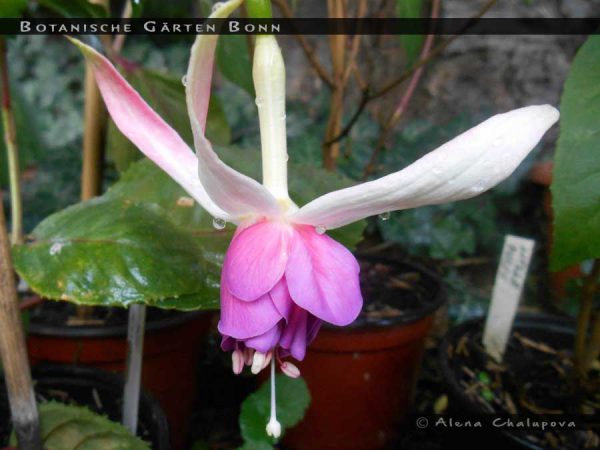 Botanische Garten Bonn Fuchsiafinder