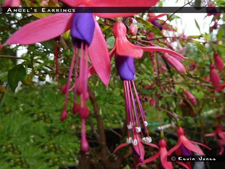 Lovely FuchsiaLadyâ€™s Eardrops Flowers with Multicolor Bokeh. Stock Photo  - Image of tubular, lady: 93988896