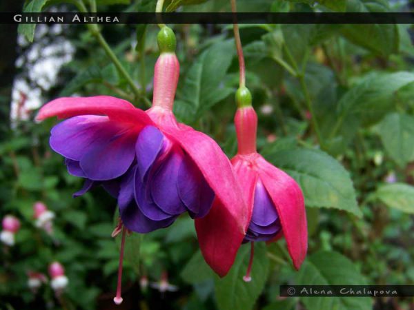 Фуксия gillian althea фото