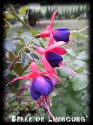 Belle de Limbourg - FuchsiaFinder