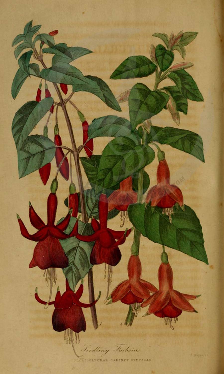 Floricultural Cabinet & Florist's Magazine - FuchsiaFinder