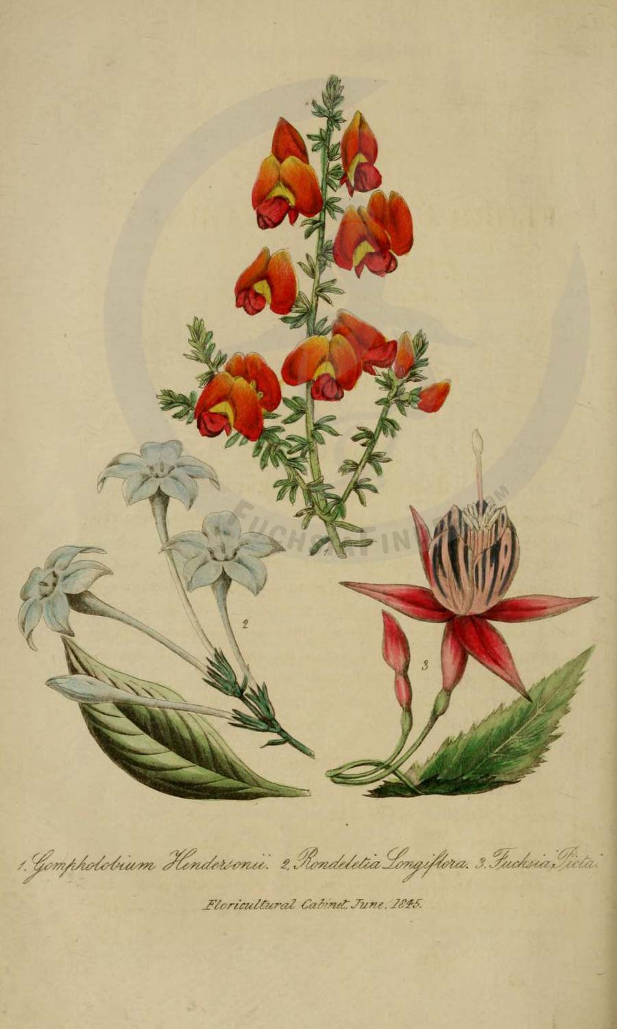 Floricultural Cabinet & Florist's Magazine - FuchsiaFinder